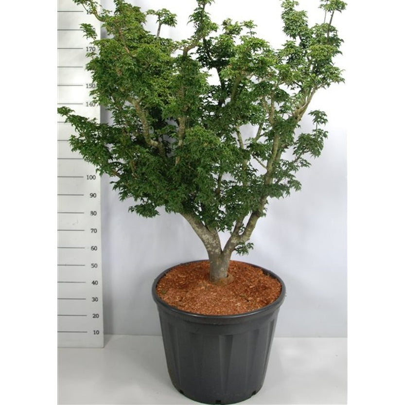 Japansk lönn – Acer palmatum 'Shishigashira' - C90 100-125 cm. Sol